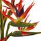 2.5ft. Bird of Paradise Flowers in Glass Cylinder Vase